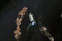 Argiope_protensa_D3567_Z_75_Mt Florence station_Australie